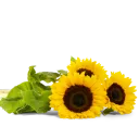 Custom sunflower Bouquet